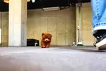 Safkan Toy Poodle Bebeklerimiz - fotoğraf 3