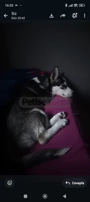 ÜCRETSİZ HASKY kırması - fotoğraf 1