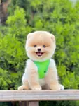 Safkan Pomeranian Boo Yavrularımız - Pomeranian Boo - İstanbul