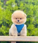Safkan Pomeranian Boo Yavrularımız - fotoğraf 2
