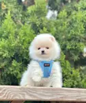 Safkan Pomeranian Boo Yavrularımız - fotoğraf 4
