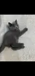 Beyoğlu British shorthair - British Shorthair - İstanbul