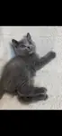 Beyoğlu British shorthair - fotoğraf 2