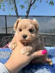 IRK GARANTİLİ MALTİPOO YAVRULARI - fotoğraf 2