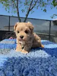 IRK GARANTİLİ MALTİPOO YAVRULARI - fotoğraf 3