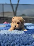 IRK GARANTİLİ MALTİPOO YAVRULARI - fotoğraf 4