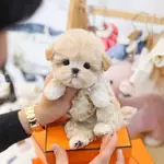 KOREDEN GELEN TOY POODLE BEBISLERIMIZ  - Toy Poodle - İstanbul