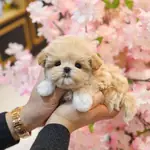 KOREDEN GELEN TOY POODLE BEBISLERIMIZ  - fotoğraf 2