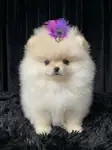 POMERANİAN BOO BİBLO SURAT - fotoğraf 2