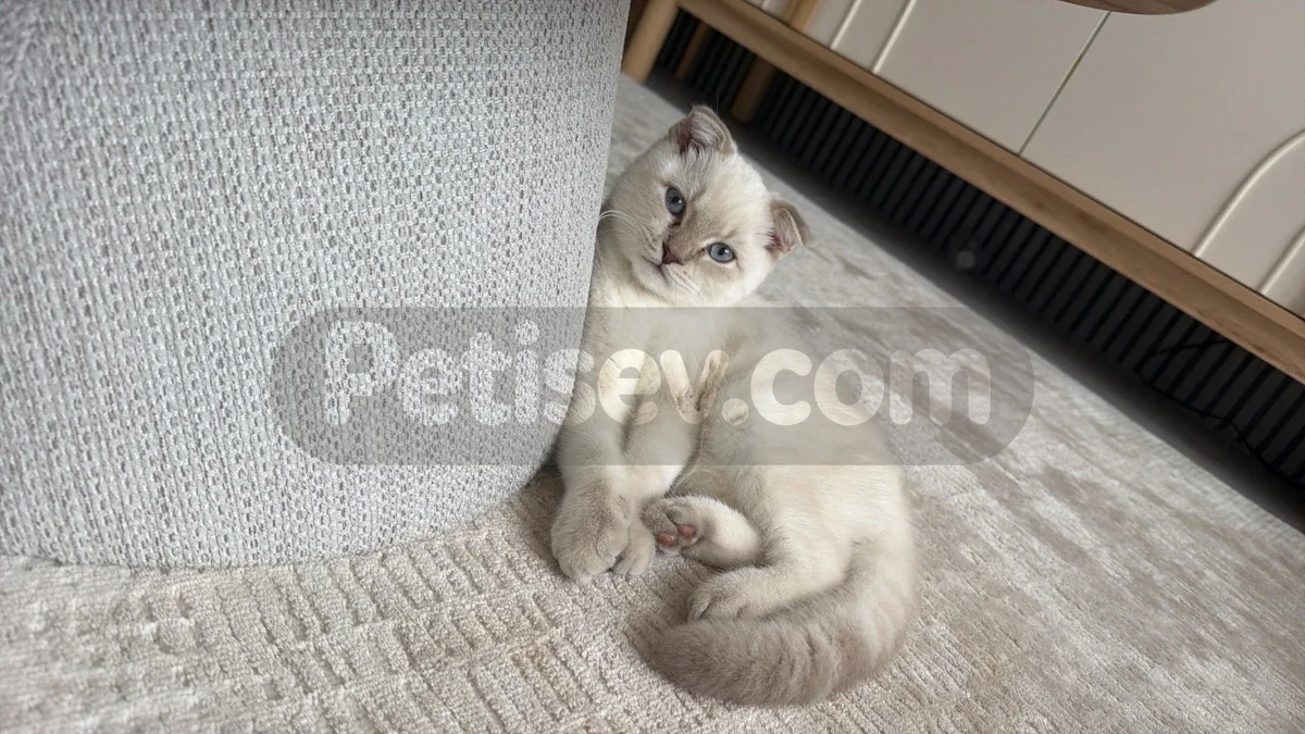Ücretsiz sahiplendirme - Scottish Fold Ankara