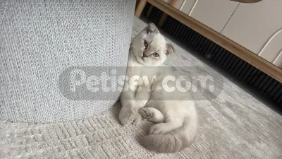 Ücretsiz sahiplendirme - fotoğraf 1