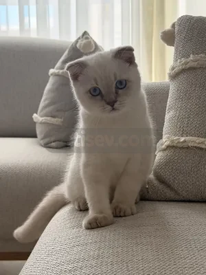 Ücretsiz sahiplendirme - fotoğraf 2