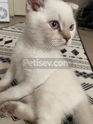 Ücretsiz sahiplendirme - fotoğraf 3