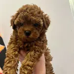 EFSANE TOY POODLE YAVRULARI - fotoğraf 3