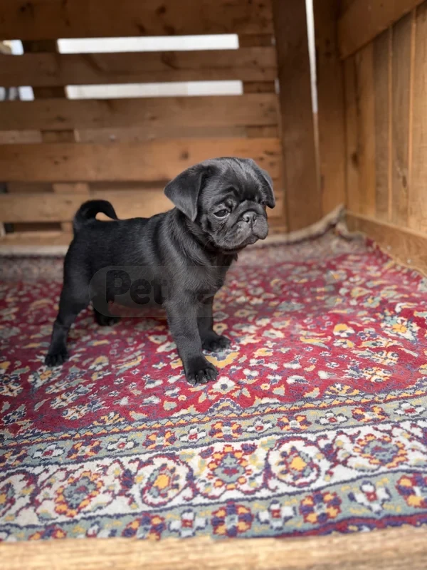 Diyarbakır şehitlik yavru PUG mops erkek