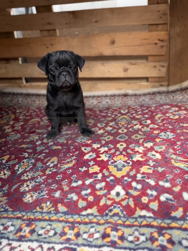Diyarbakır şehitlik yavru PUG mops erkek - fotoğraf 2