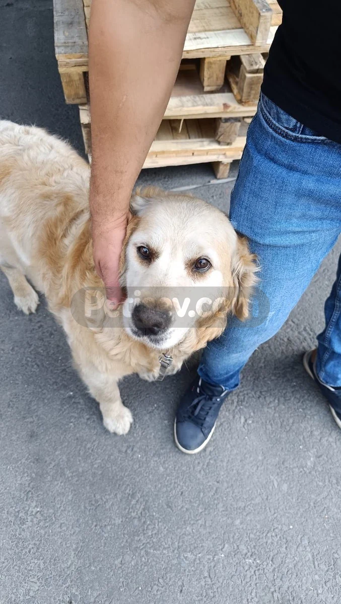 6 Yaşında kızımıza kalıcı yuva arıyoruz - Golden Retriever İstanbul