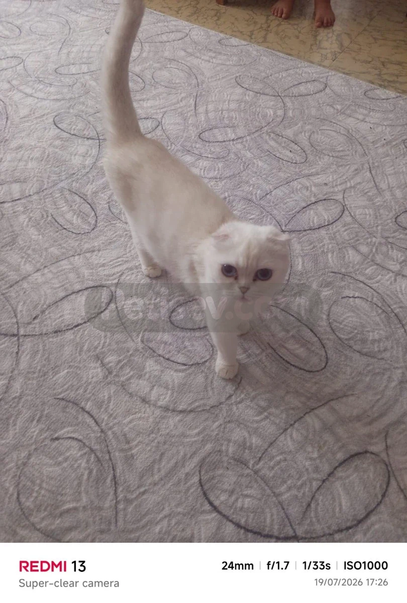 Hamile 2 yaşındaki kızımıza yeni yuva arıyoruz - British Shorthair Ankara
