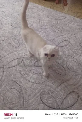 Hamile 2 yaşındaki kızımıza yeni yuva arıyoruz - fotoğraf 1