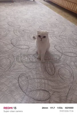 Hamile 2 yaşındaki kızımıza yeni yuva arıyoruz - fotoğraf 3