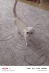Hamile 2 yaşındaki kızımıza yeni yuva arıyoruz