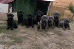 Blue ve siyah cane Corsolar yeni yuvasın