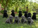 Blue ve siyah cane Corsolar yeni yuvasını arıyor - fotoğraf 2