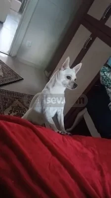 Geyik baş şivava - fotoğraf 3