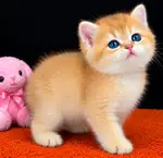 British Shorthair Golden Erkek ve dişi ( by12,ny11,ny12 )  - fotoğraf 2