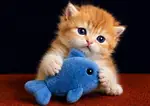 British Shorthair Golden Erkek ve dişi ( by12,ny11,ny12 )  - fotoğraf 5
