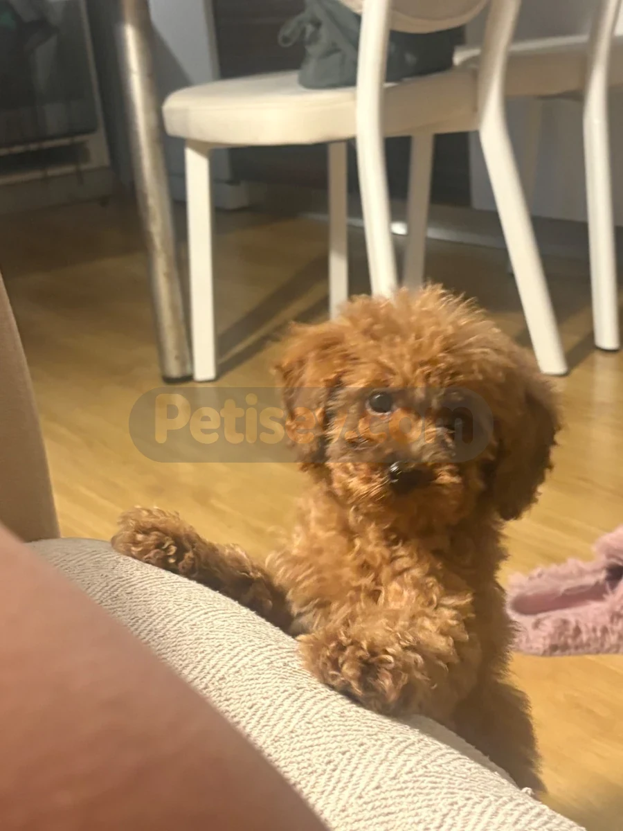 Toy poodle - Toy Poodle İstanbul