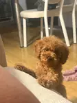 Toy poodle