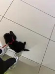 İSTANBUL AVCILAR 4 AYLIK TOY POODLE SAHİPLENDİRME - fotoğraf 3