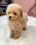 DÜNYA TATLISI MALTİPOO YAVRULARI - fotoğraf 3