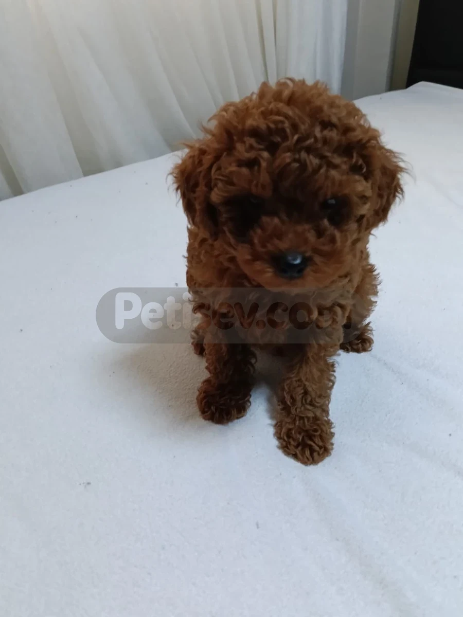 Toy poodle - Toy Poodle Ankara