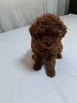 Toy poodle
