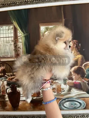 POMERANİAN BOO ORANGE - fotoğraf 2