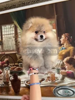 POMERANİAN BOO ORANGE - fotoğraf 3