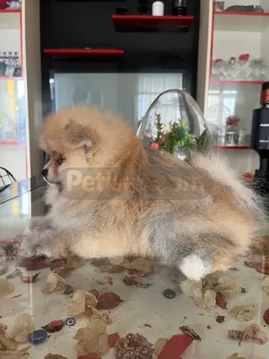 POMERANİAN BOO ORANGE - fotoğraf 4