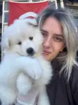 Samoyed Yavrular Bursa köpek okulu  - fotoğraf 3