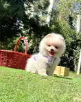 Boo Pomeranian teddy bear  - fotoğraf 3