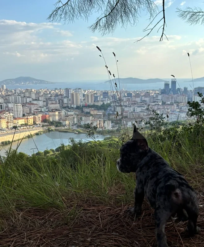 French buldog blue Merle yeni yuvasını bekliyor - fotoğraf 3