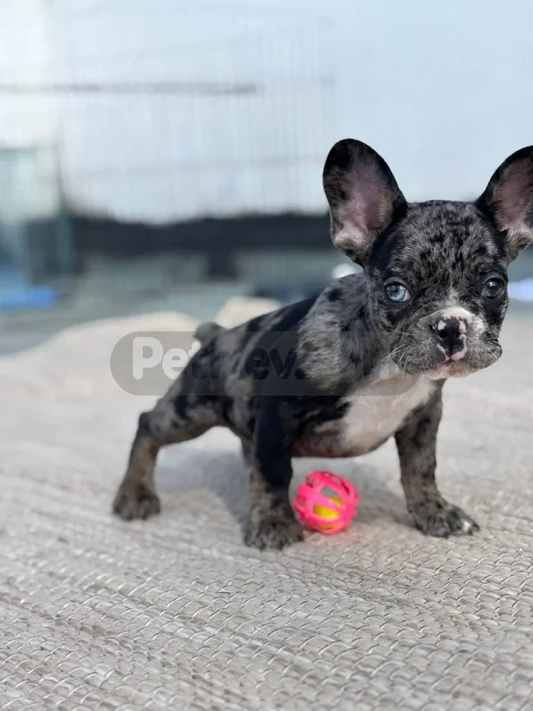 French buldog blue Merle yeni yuvasını bekliyor - fotoğraf 4
