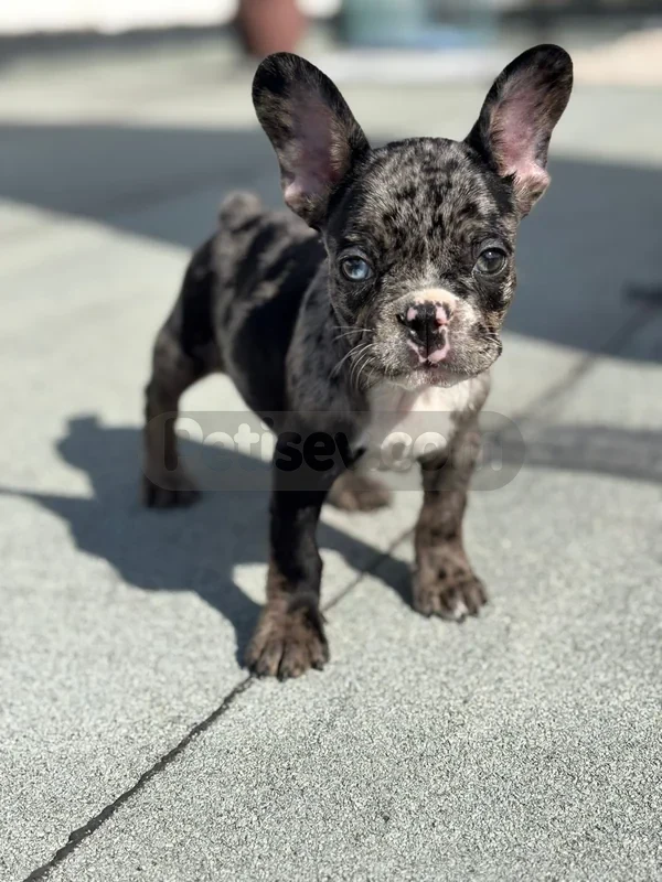 French buldog blue Merle yeni yuvasını bekliyor - fotoğraf 5