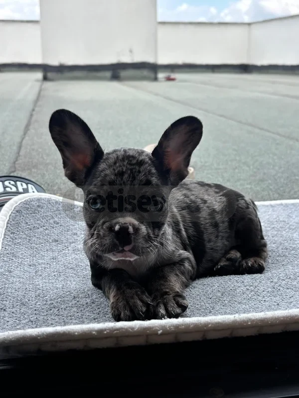 French buldog blue Merle yeni yuvasını bekliyor - fotoğraf 2