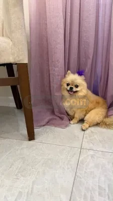 İlan Fotoğrafı