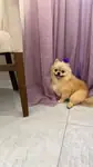 Pomeranian Show Class Dişi  - fotoğraf 1