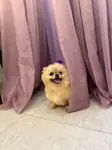 Pomeranian Show Class Dişi  - fotoğraf 2