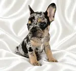 Özel Irk Isabella Tan  French Bulldog Yavruları - fotoğraf 3