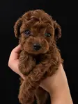Red brown toy poodle sevimli cocuklar - Toy Poodle - İstanbul